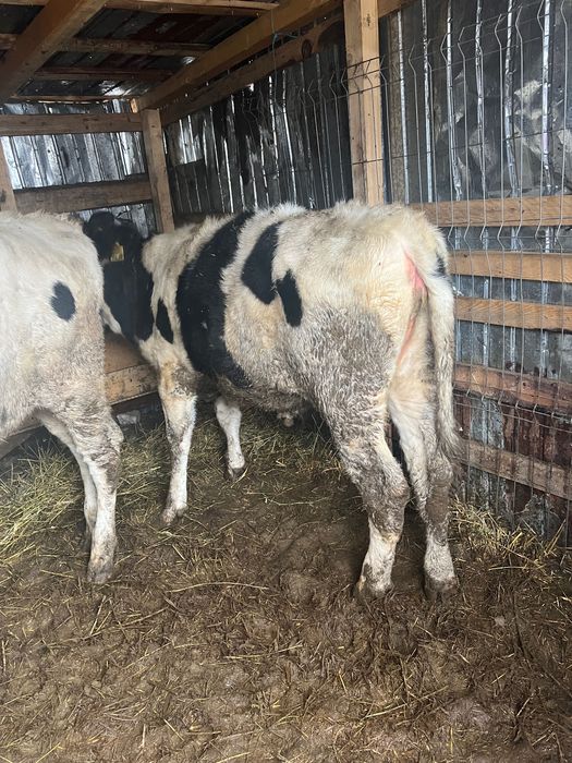 Vând 3 vitele ,în vârstă de 9 luni