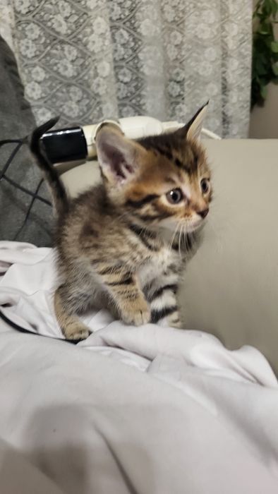 2 котенца си търсят дом!