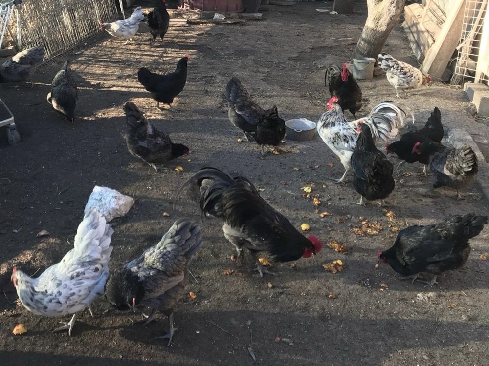 Oua gaini Australorp