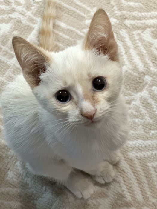 Отдам котёнка в хорошие руки