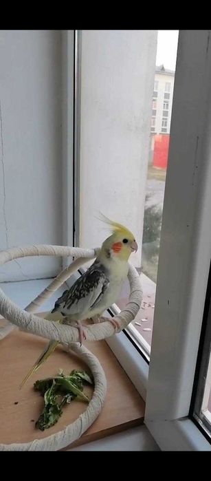 Прадаётся папугай говарший корилла