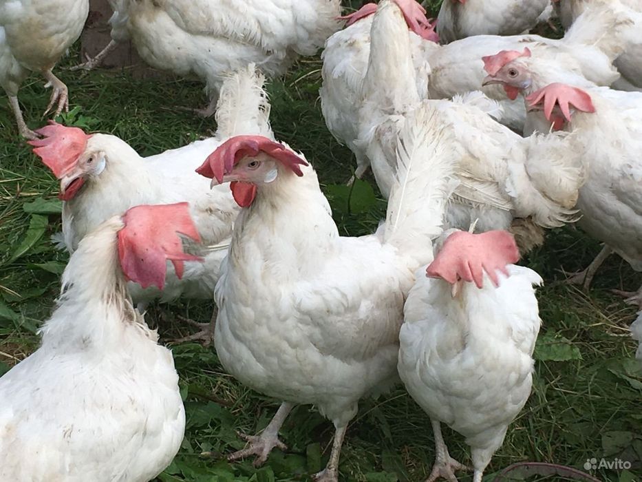 Продам кур несушек годовалых