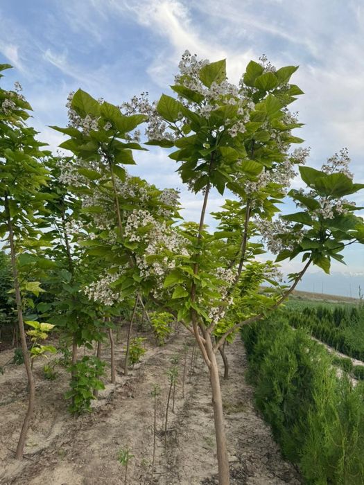 Саженцы агаштар агаш елка көшет