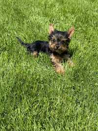 Femela Yorkshire Terrier