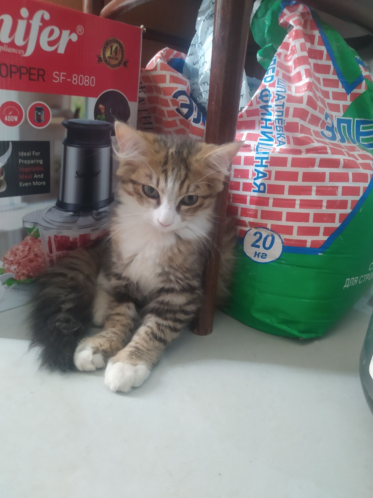 Отдам даром  котенка