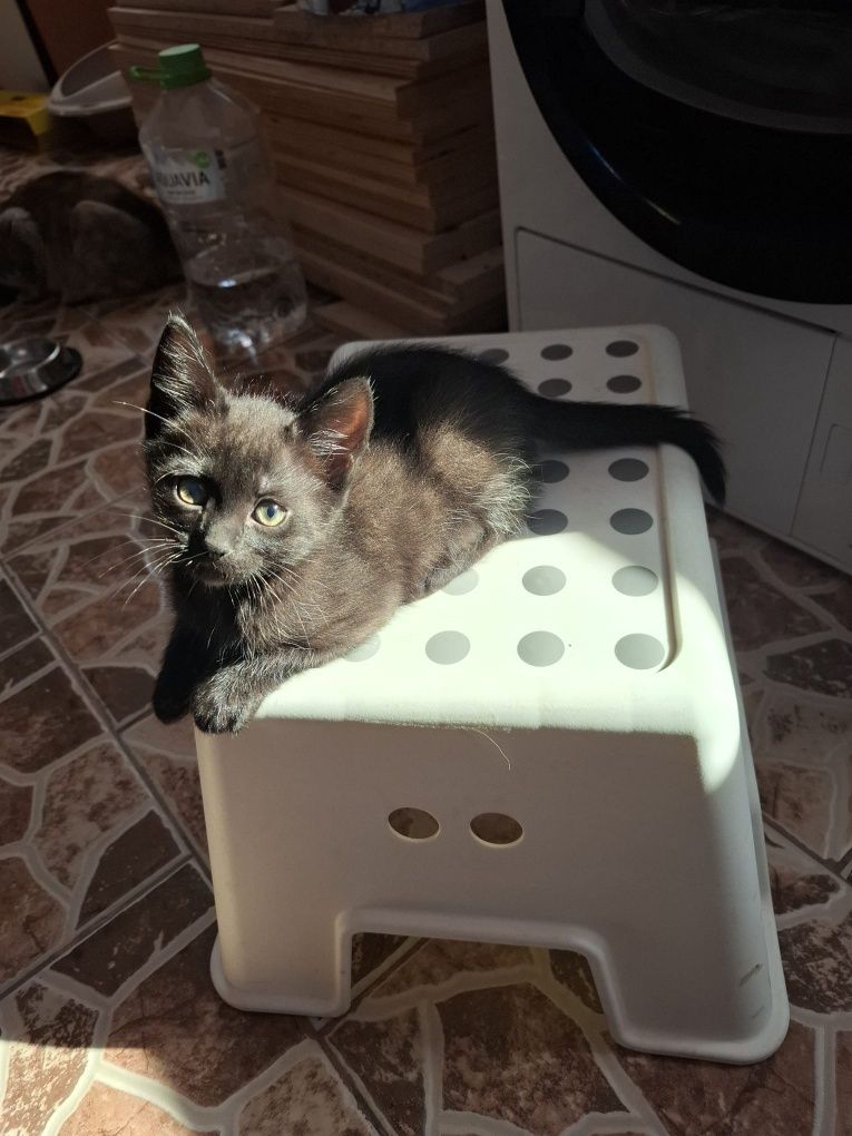 O pisica neagră pentru casa ta.