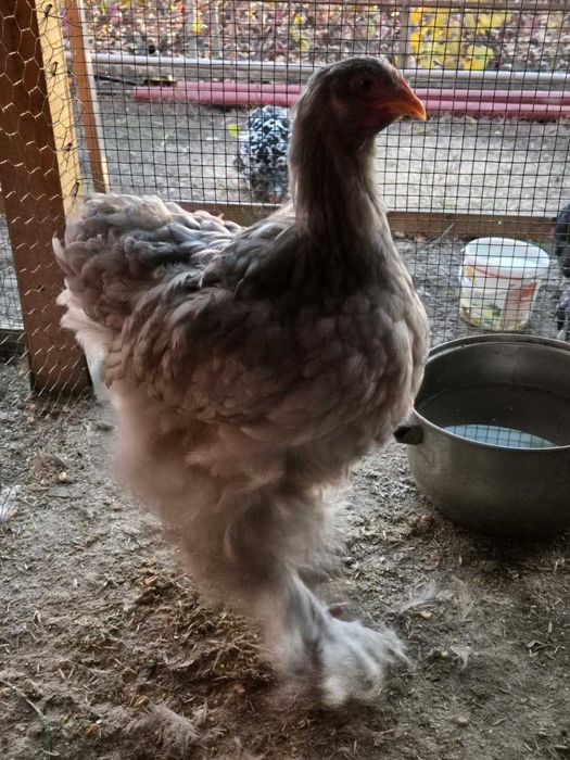 Gaini Cochinchina si Brahma disponibile