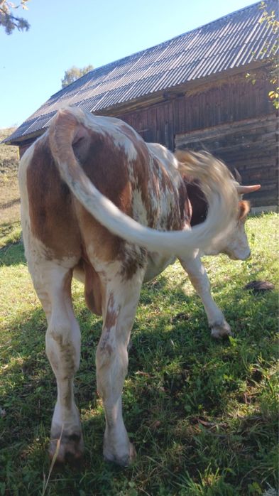 Vand taur, detalii la numarul de telefon
