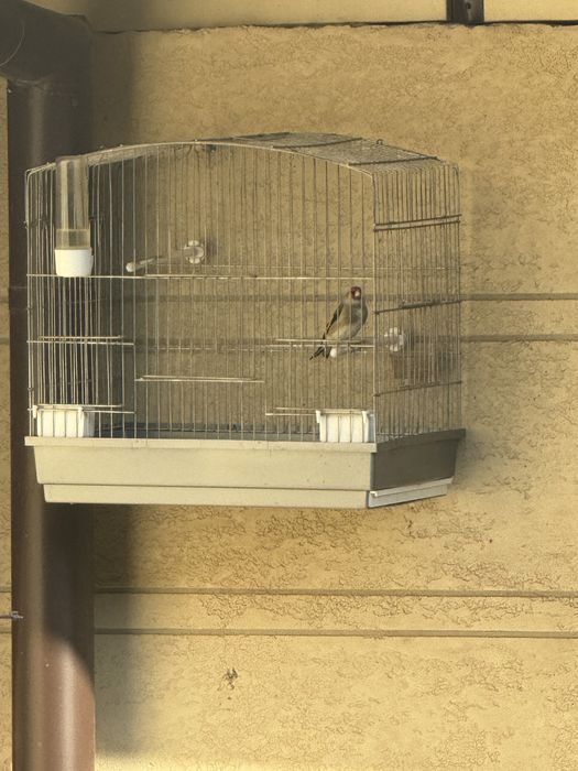 Сава норчи сотилади