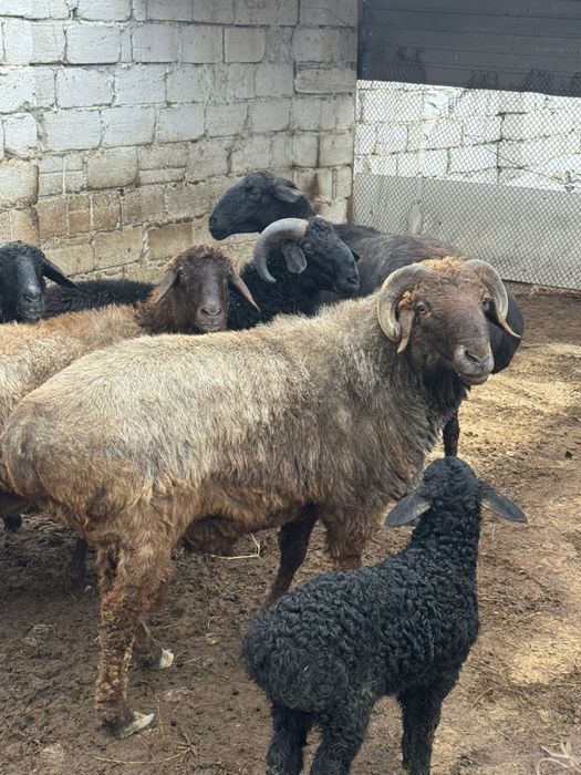 Срочно кой сатылады