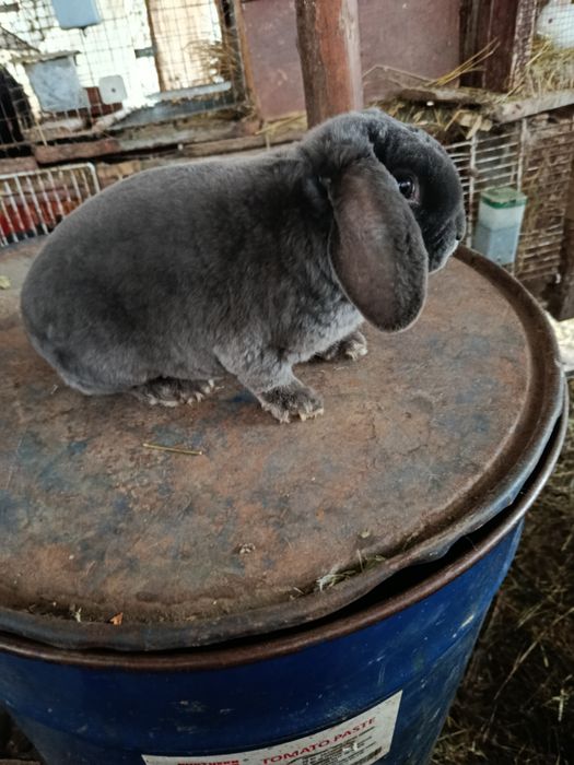 Berbec Rex pitic albastru și izabel