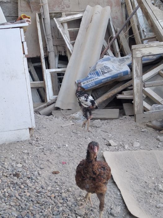 Дакан ва шалпанг жужаси сотилади