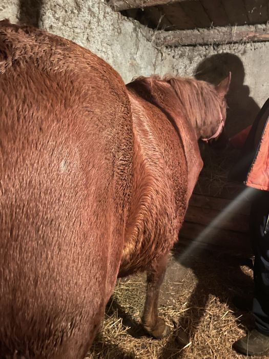 Vand un manz de un an jumate