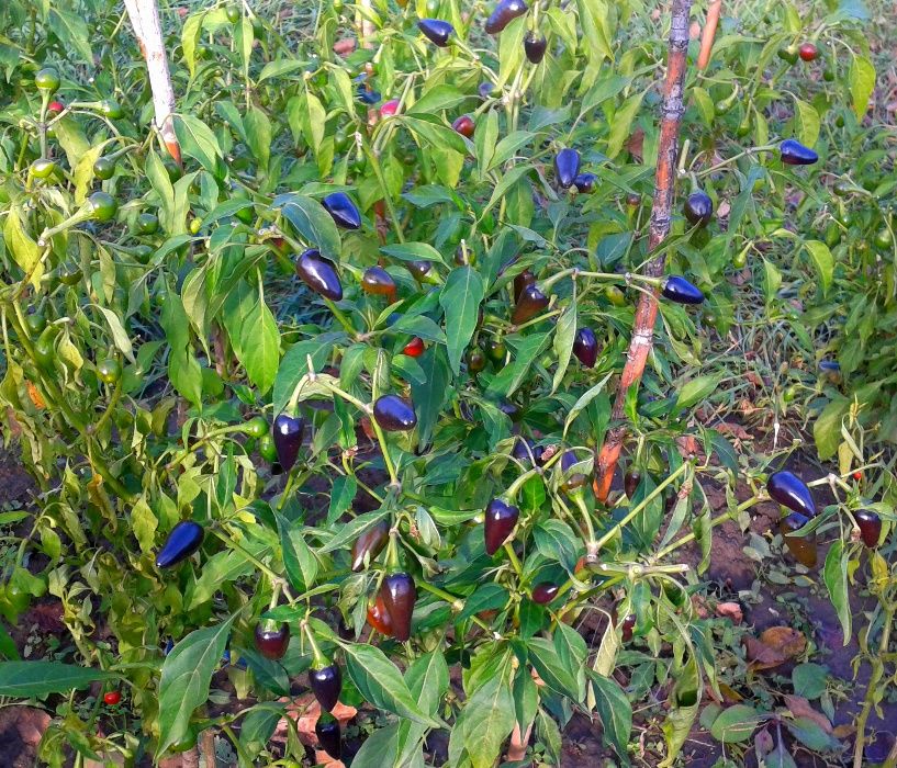 Seminte de chili (Capsicum annuum) - 3 soiurile diferite - amestecat