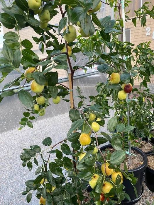 Jujube soiul Dangzao la ghiveci anul 5