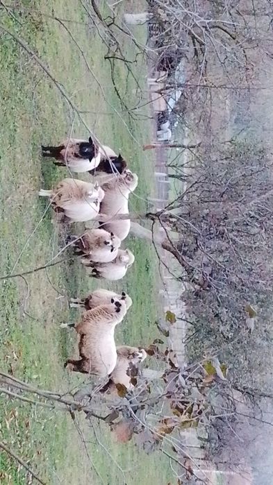 Vând miori și un berbec