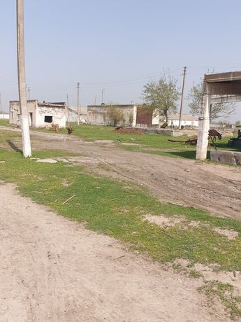 Продаётся ферма для скота 6 гектаров кадастр имеется Ташкент область у