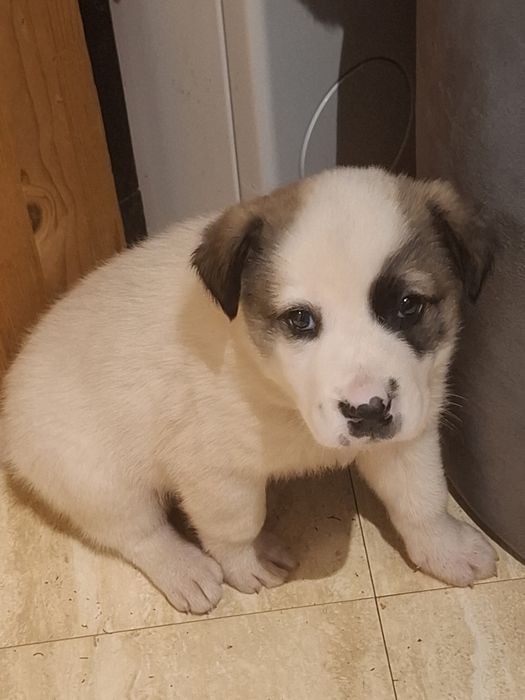 Catelusi puiuț, blanos, pufos si jucausi