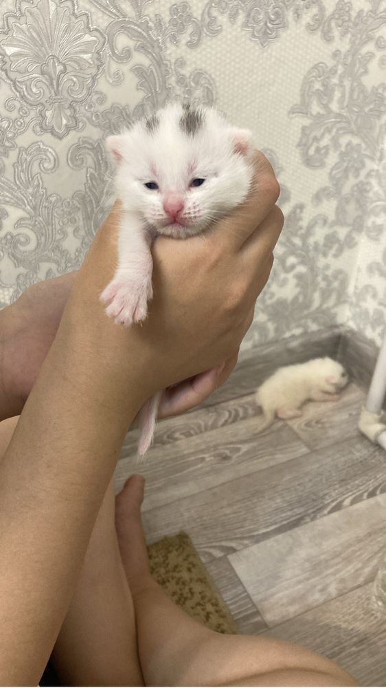 Продам котят, все 3 красивые девочки.