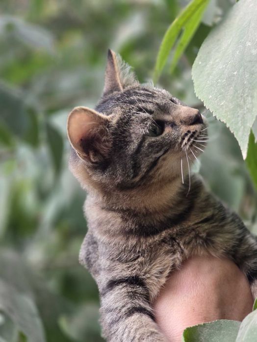 Малыш ищет семью!