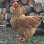 Gaini cocosi rate mute bio