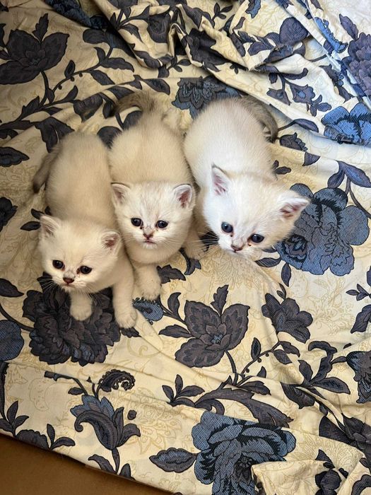 Поинт Шиншилла тозза зоттор. Кони тоза козлари кук