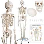 *Schelet uman de anatomie 181,5 cm