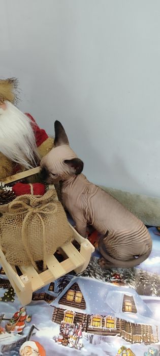 Канадски  Сфинкс