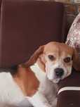 donez beagle 9 ani
