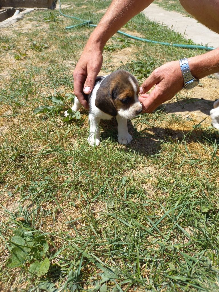 Cāței beagle tricolor