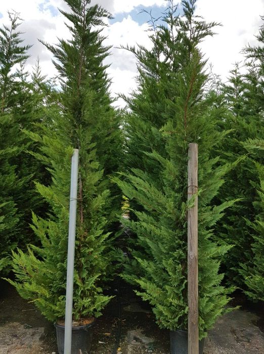 Tuia smarald leilandi arizonica braband