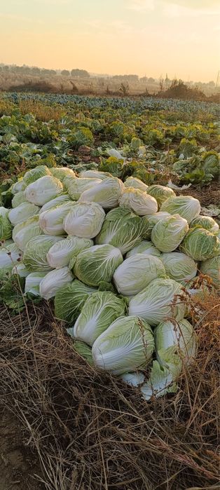 Каром Капуста оптом и штука