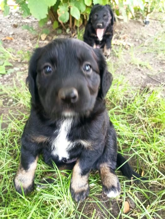 Щенята девочки Русские спаниель