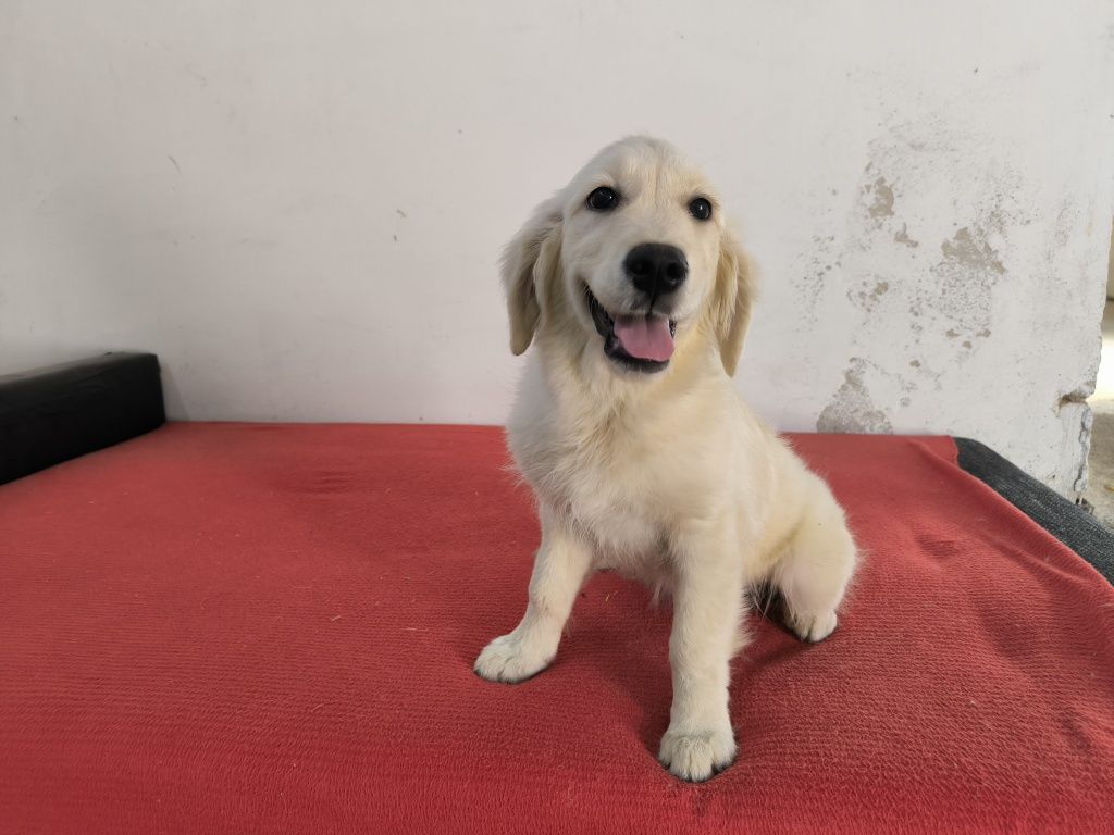 Vand mascul Golden Retriever