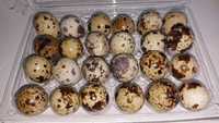 Vind ouă de prepelițe pentru incubație
