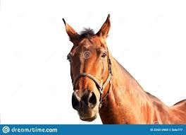 Телефон аркылы хабарласамыз