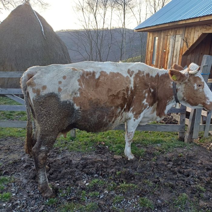 Vand vaca baltata buna de tinut