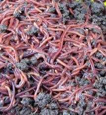 Râme Roșii de California pentru compost/pescuit