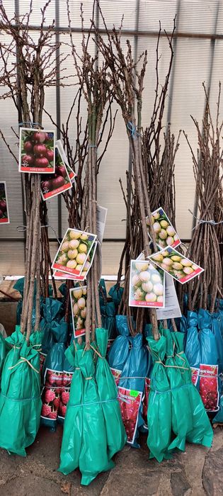 Pomi fructifieri, arbuști de vânzare - cu livrare în Cluj-Napoca