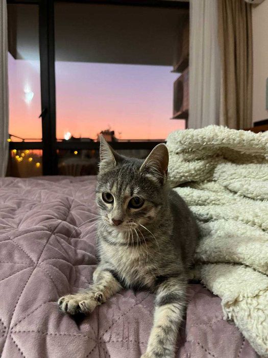 Красива котенца, на 3 месеца