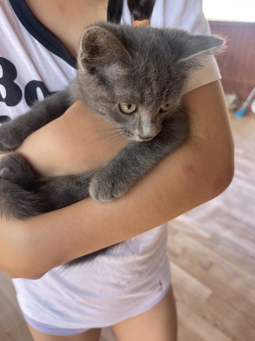 Отдам в добрые руки котят