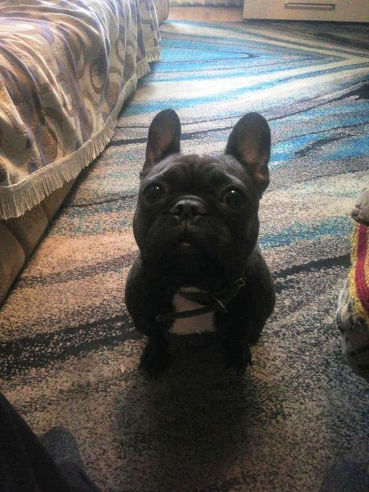 Французский бульдог родословный