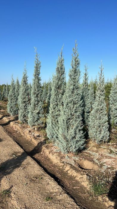 Vând chiparos arizonica