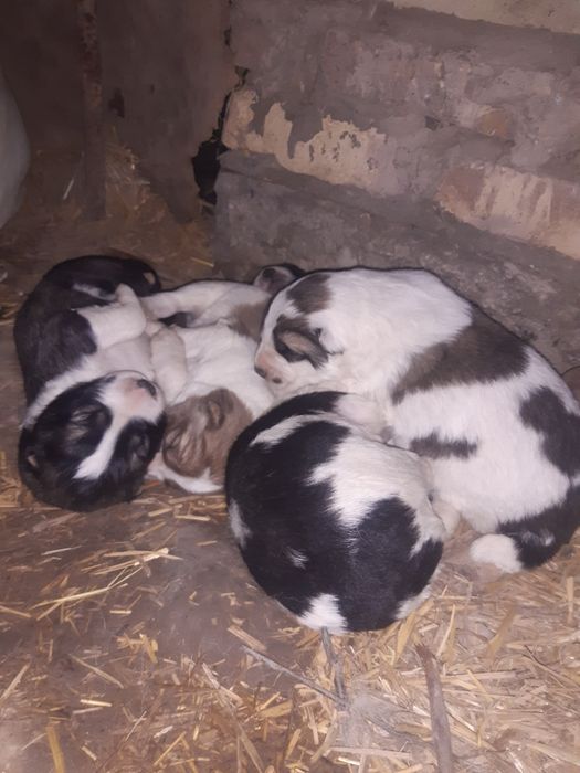 Кучуклар сотилади.