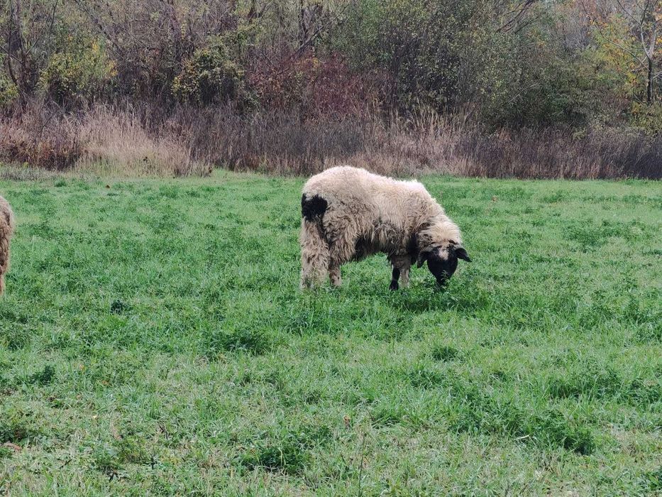 Schimb Berbec cu Capra gestanta