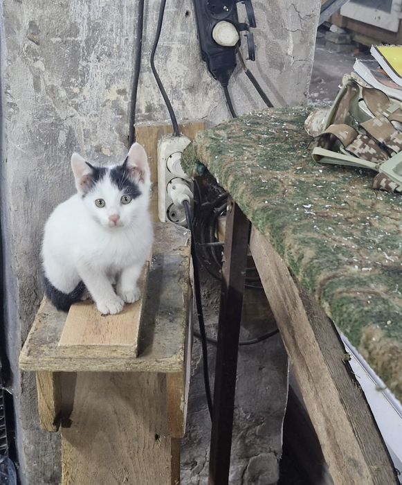 Отдам котят в добрый руки 2 месяца
