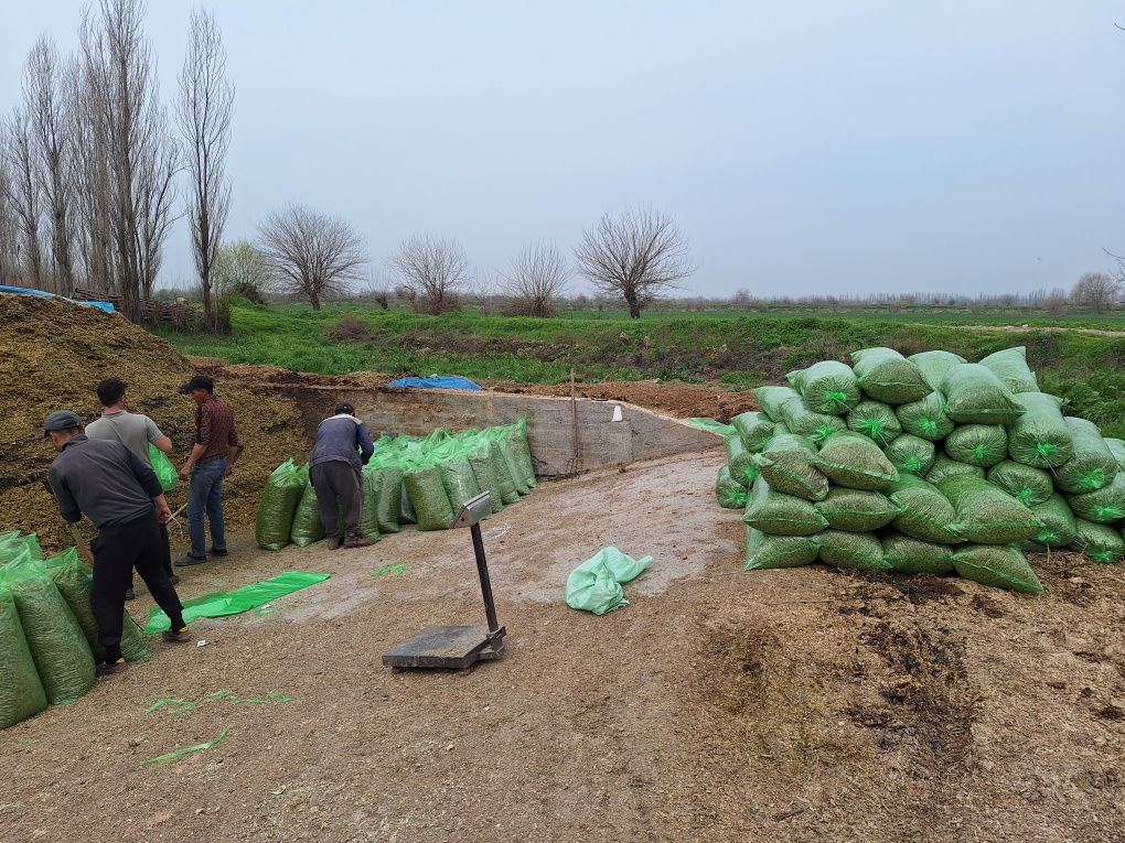 Silos sotiladi 100%donli.juda yaxshi saqlangan qoplangan.