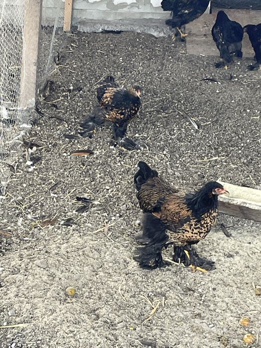 Puicute brahma gold si portelan