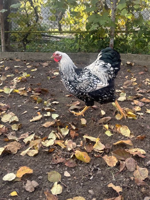 Vand cocosi wyandotte argintiu