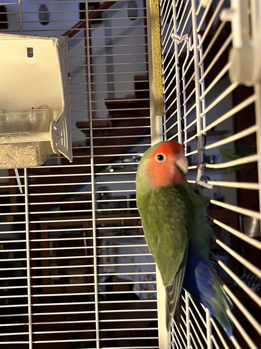 Vand Pui Papagal Agapornis